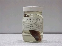 藏品(橫紋九刺鮨)的圖片